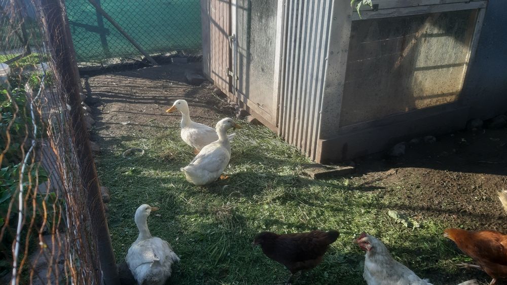 Kaczki piżmowe mięsne