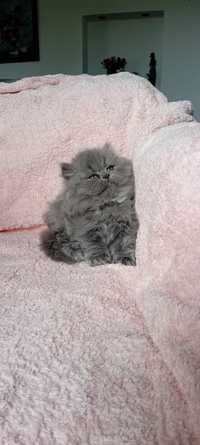 Piękna kotka Perska