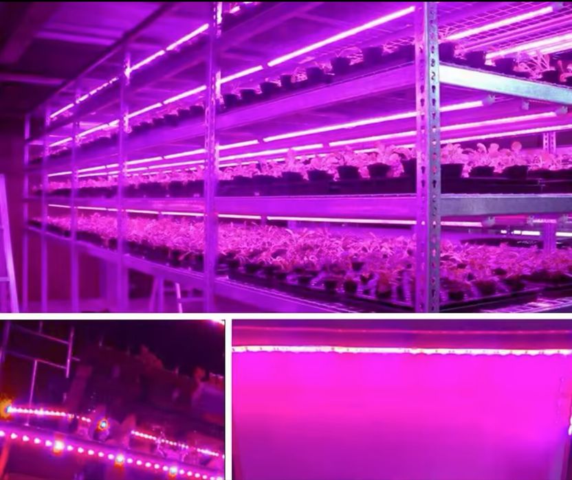 Фітострічка для вирощування рослин (фітолампа)