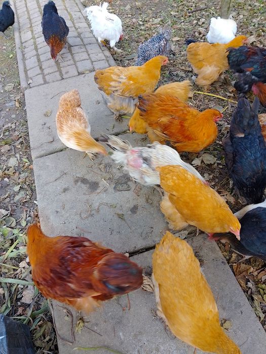 Купи породи Кохінхін