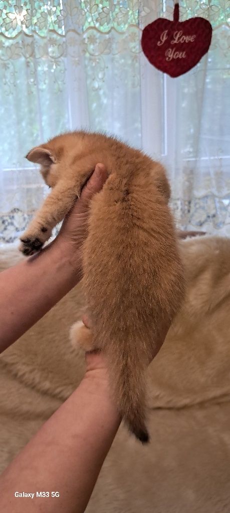 Чистокровний британець