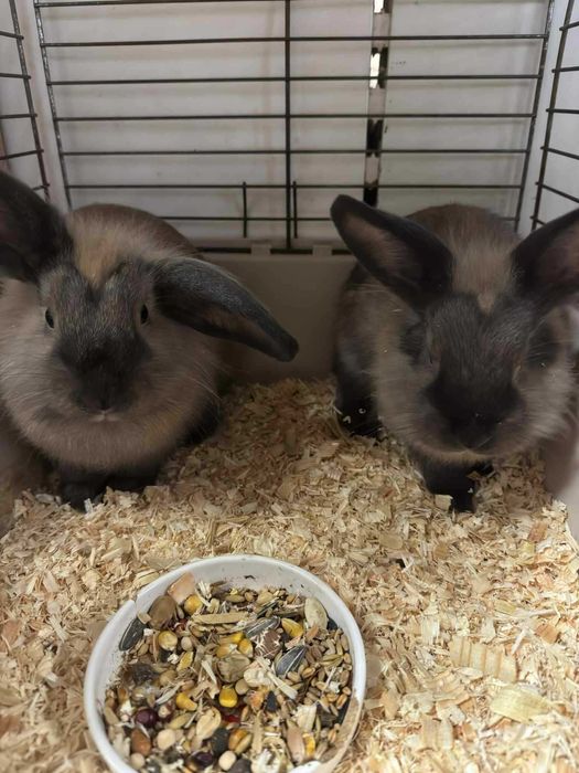 Sprzedam Młode króliki