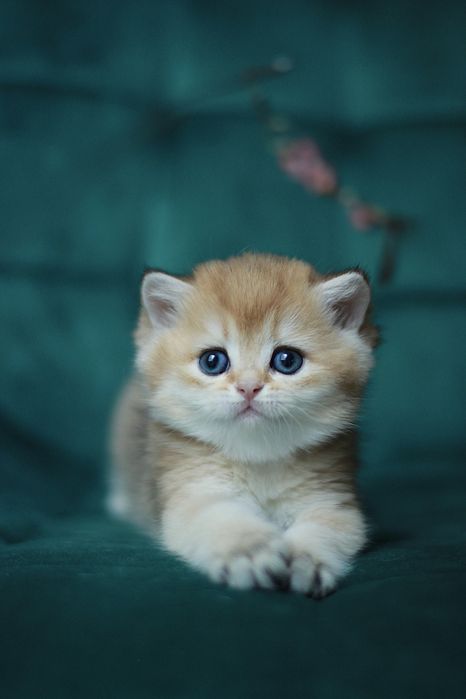 Oferujemy  czystego brytyjskiego kociaka o rzadkim kolorze