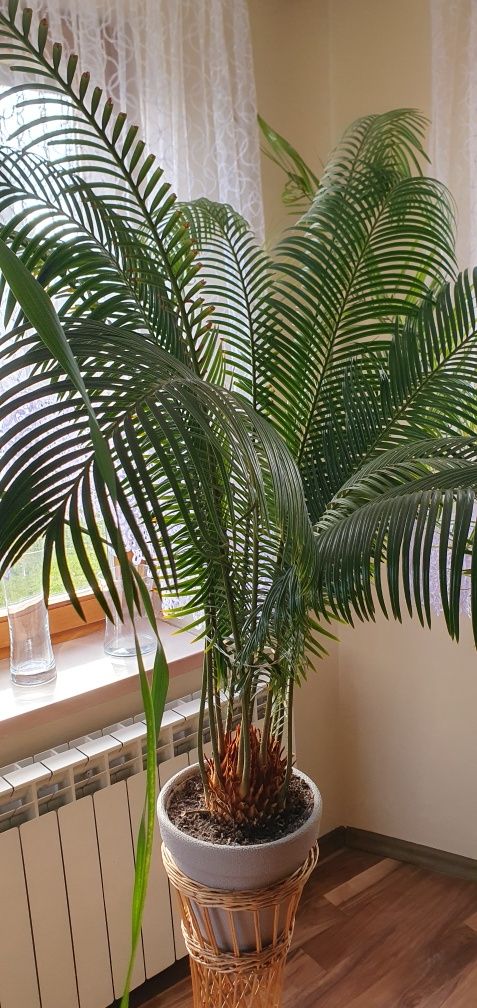 Cykas,cycas sagowiec