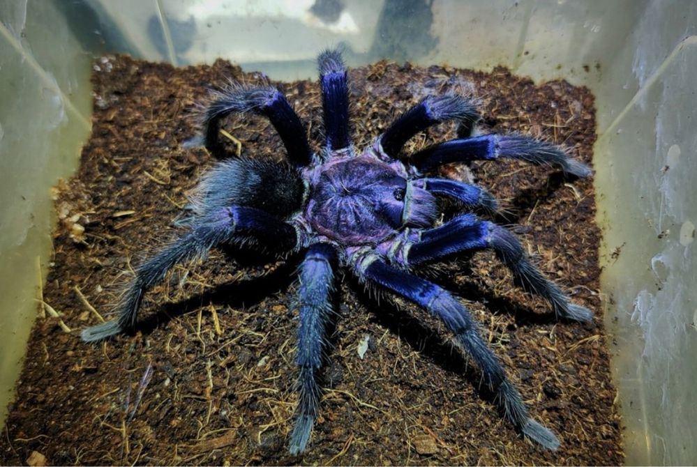 Ptasznik Phormictopus sp. Dominican purple l4/l5