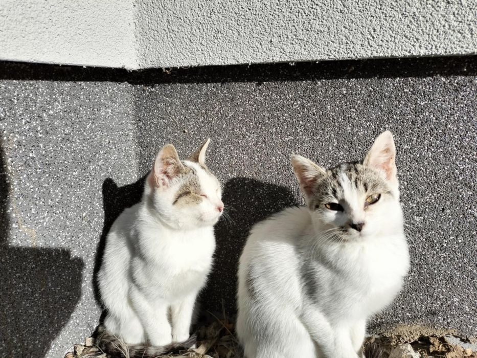 Oddam za darmo 4 koty