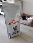 Ração DENTAL Gato  Royal Canin