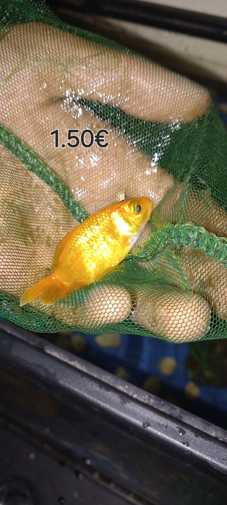 Peixes de agua fria e 1 de agua quente