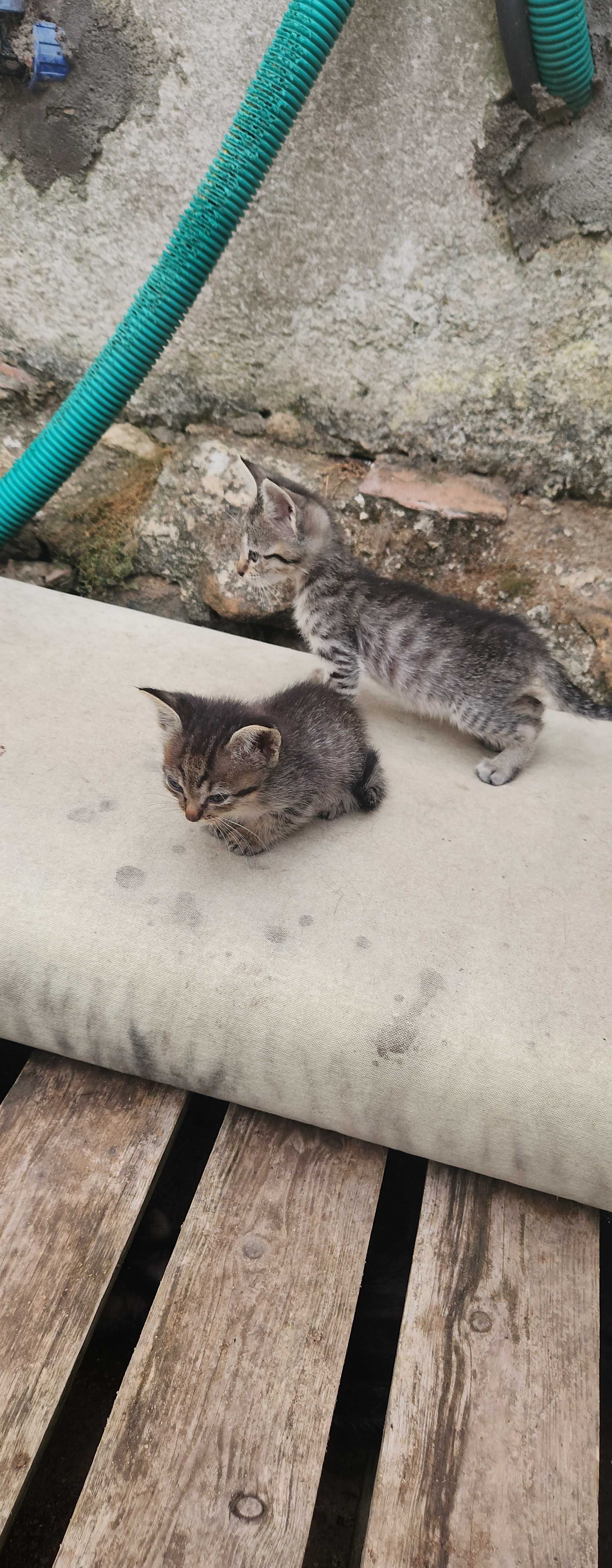 Gatinhos com quase dois meses para adoção