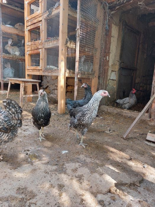 Домашний Доминант