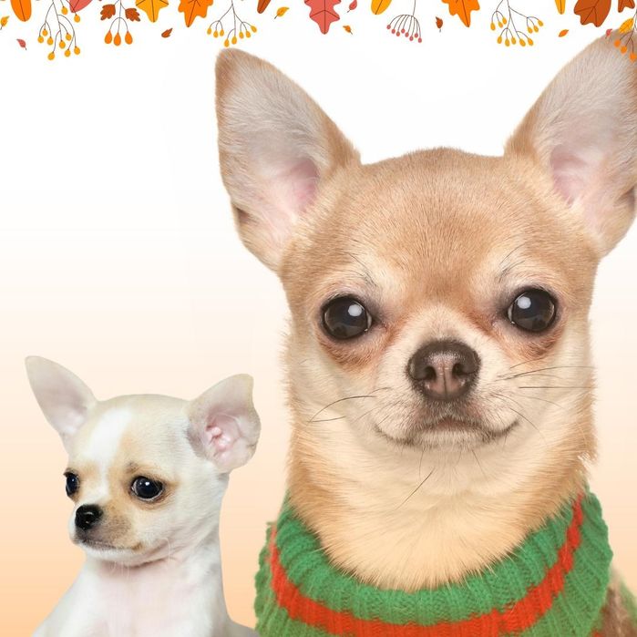 Chihuahua krótko włosa