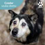Uroczy staruszek Czedar szuka domu!