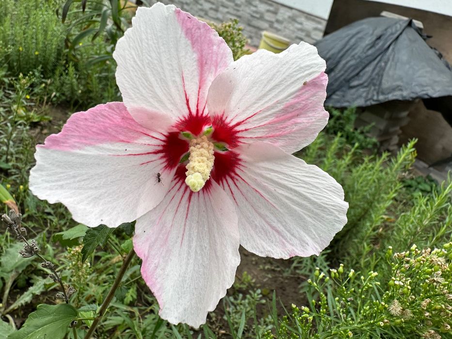 Гибискус садовый,  древовидный, бело-розовый, белоснежный и фиолетовый