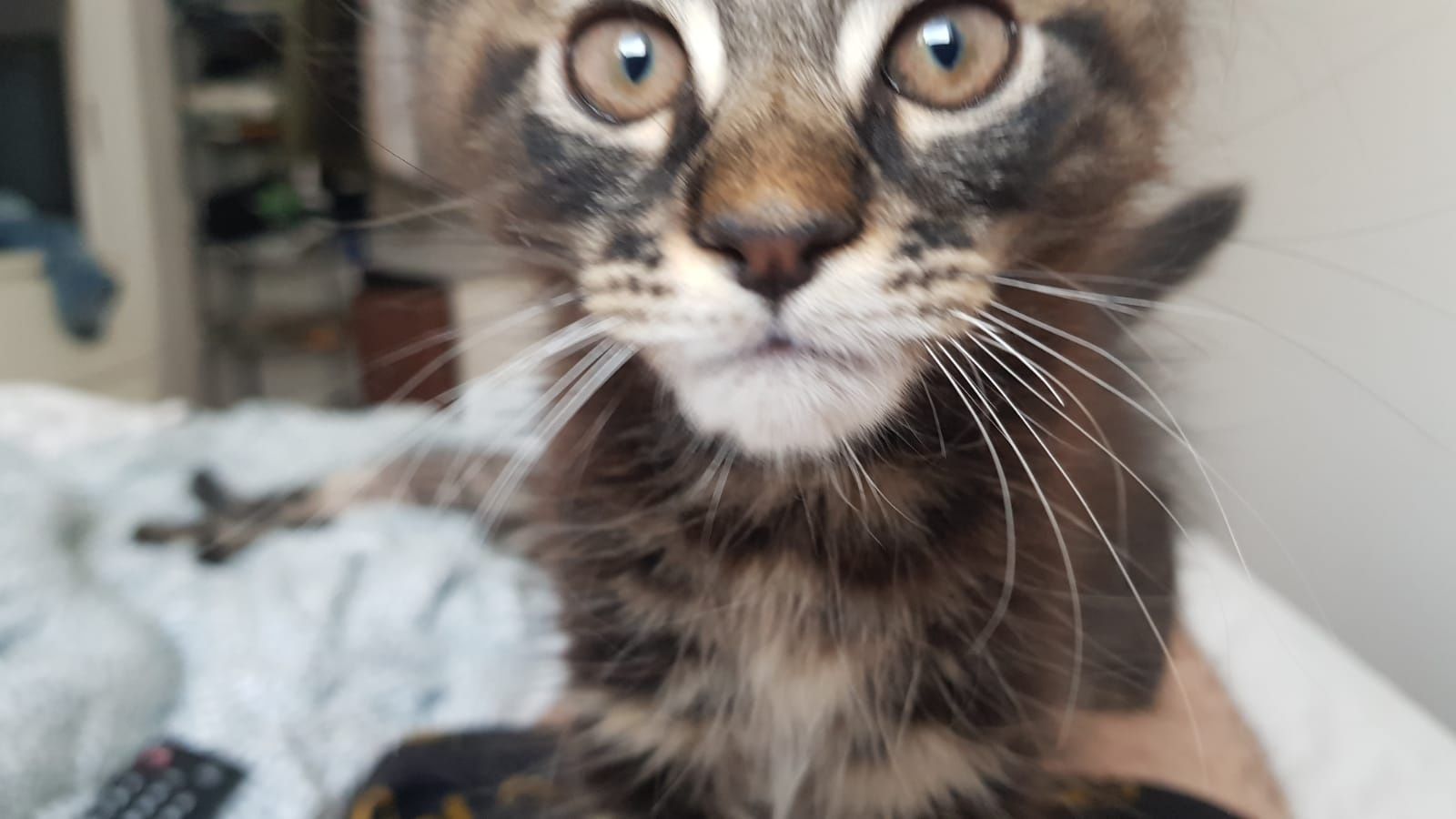 Kocurek rasy Maine Coon z Munecabrava.Pl  FPL