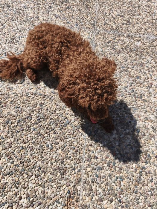 Caniche fêmea  tamanho médio