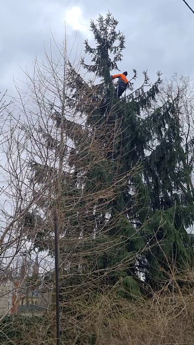 Drzewo drewno liściaste Wodzierady Lutomiersk Włodzimierz Chorzeszów