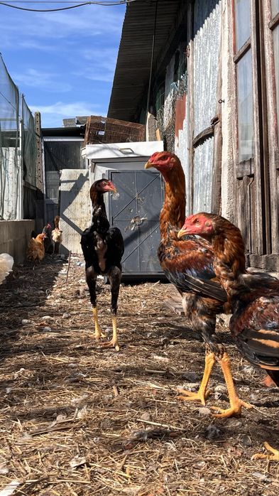 Indio gigantes puros machos
