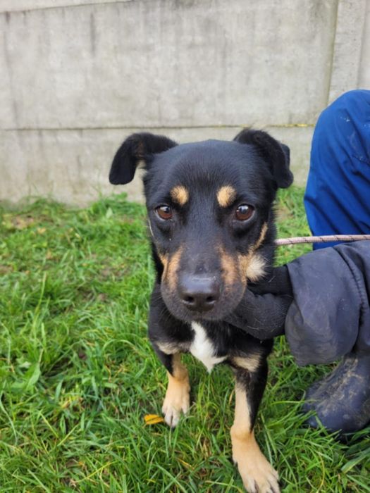 Młody Gucio szuka domku!