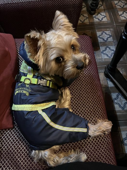 Йоркширський тер'єр вʼязка, хлопчик