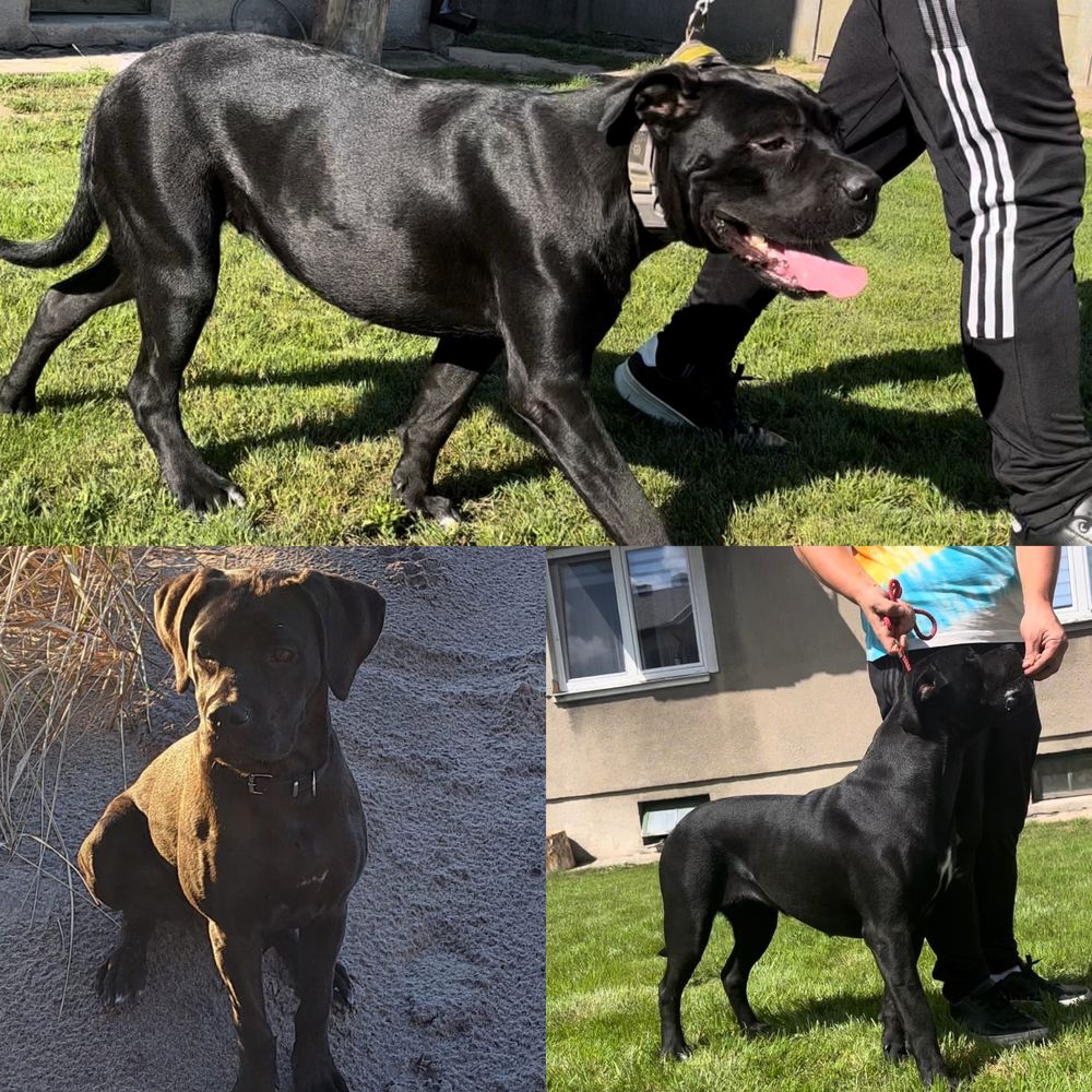 Cane Corso suczka