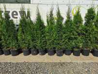 Tuja szmaragd 120-140cm thuja smaragd szmaragdowa szmaragdowe