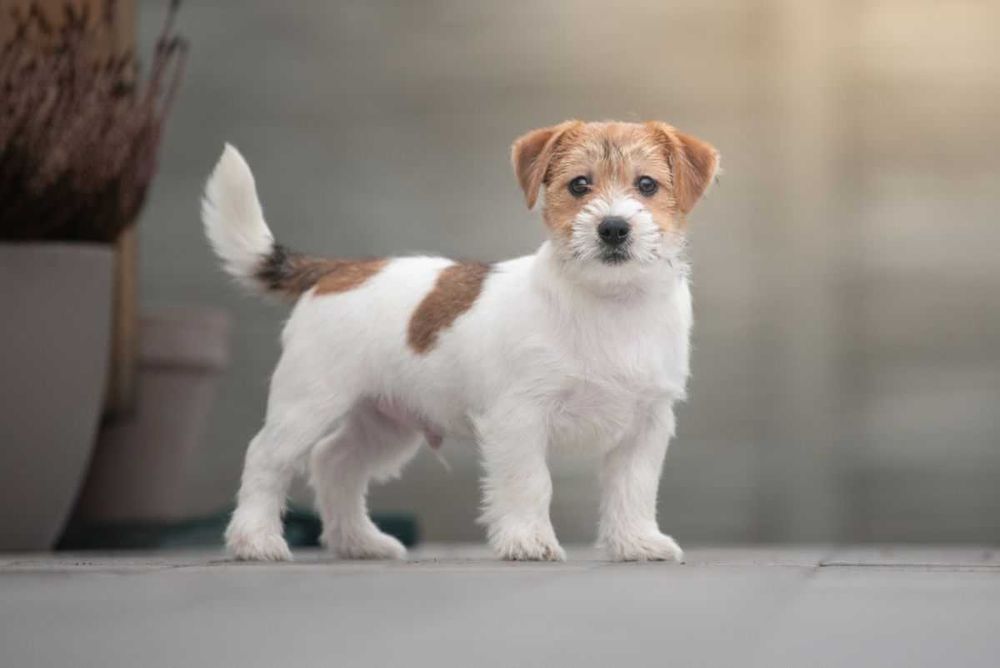 Cudny piesek Jack Russell Terrier szorstkowłosy