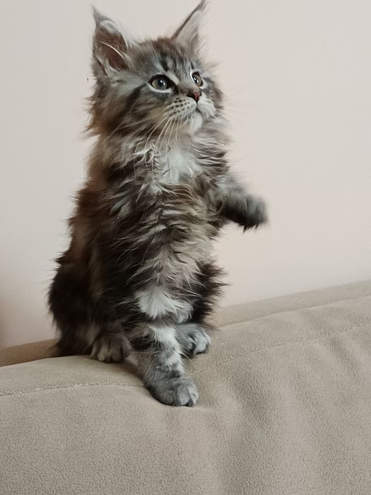 Kociaki Maine Coon z rodowodem Felis Polonia