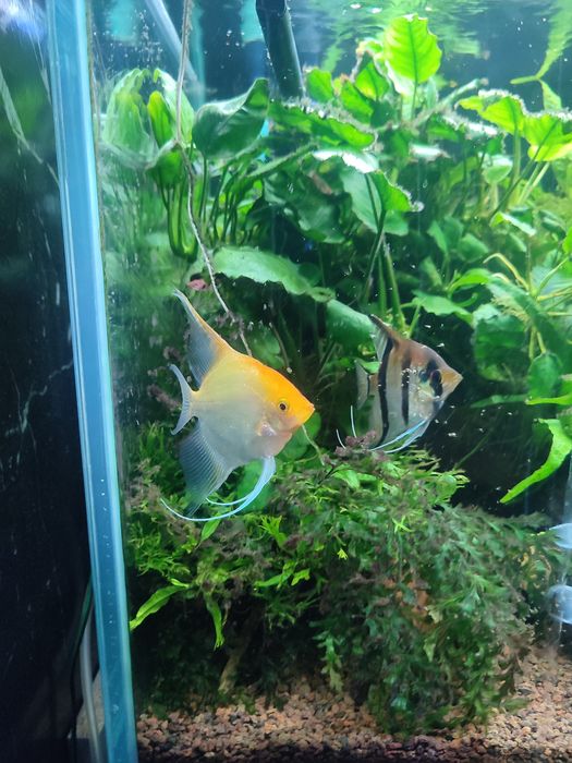 Skalary mancapuru Red