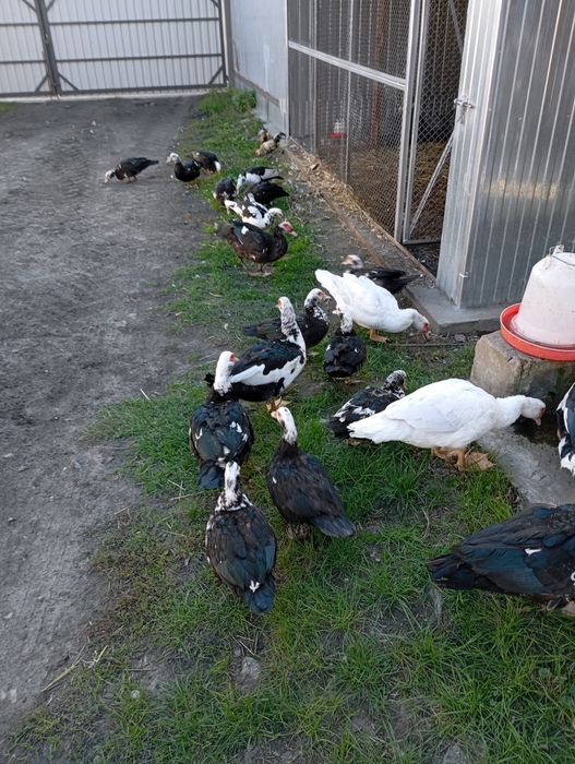 Sprzedam kaczki francuskie tegoroczne