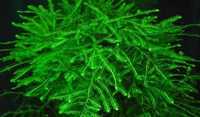 GB IN-VITRO Jawa Moss , Mech jawajski roślina akwariowa