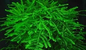GB IN-VITRO Jawa Moss , Mech jawajski roślina akwariowa