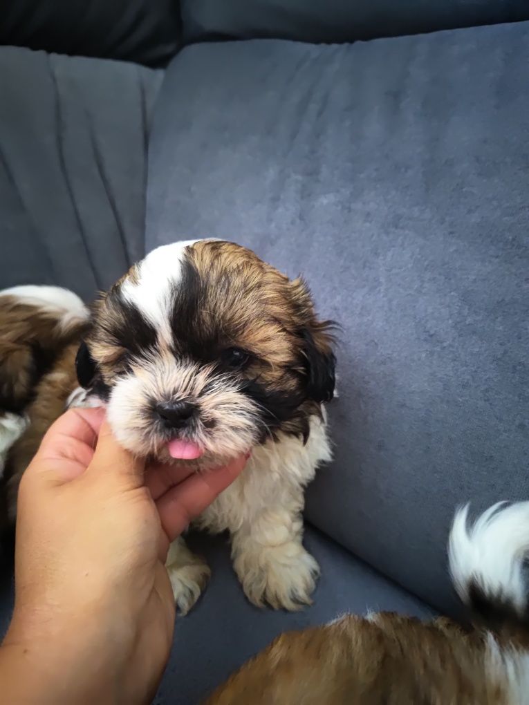 Shih tzu chłopaki gotowe do odbioru