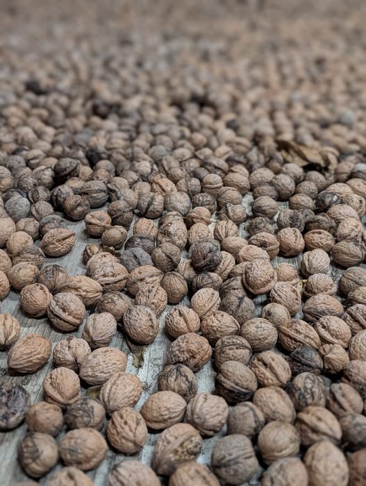 Продамо горіхи грецькі/волоські