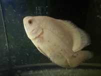 Oscar tigre albino