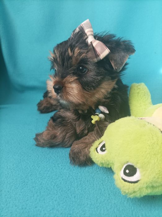 Йоркширський тер'єр цуценятка