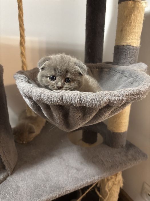 Śliczna koteczka szkocka