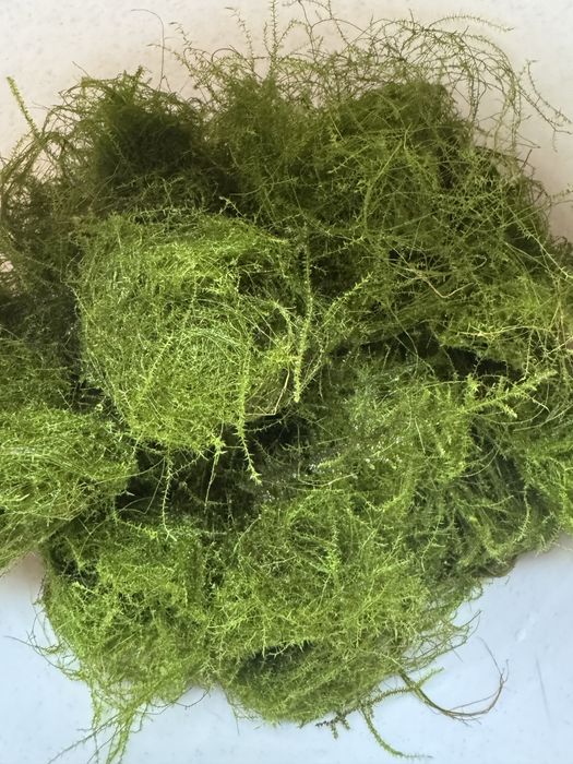 Знижка!!!Акваріумний мох: Крістмас мох, Яванський мох