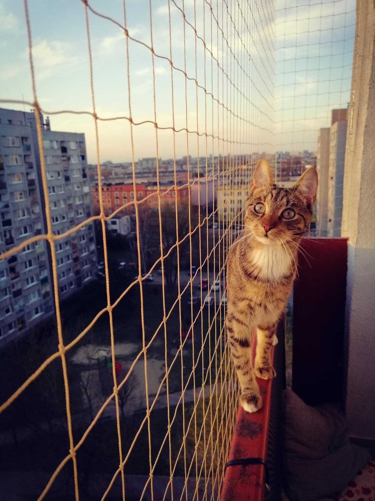 Siatka na balkon dla kota na ptaki 3,5x3m