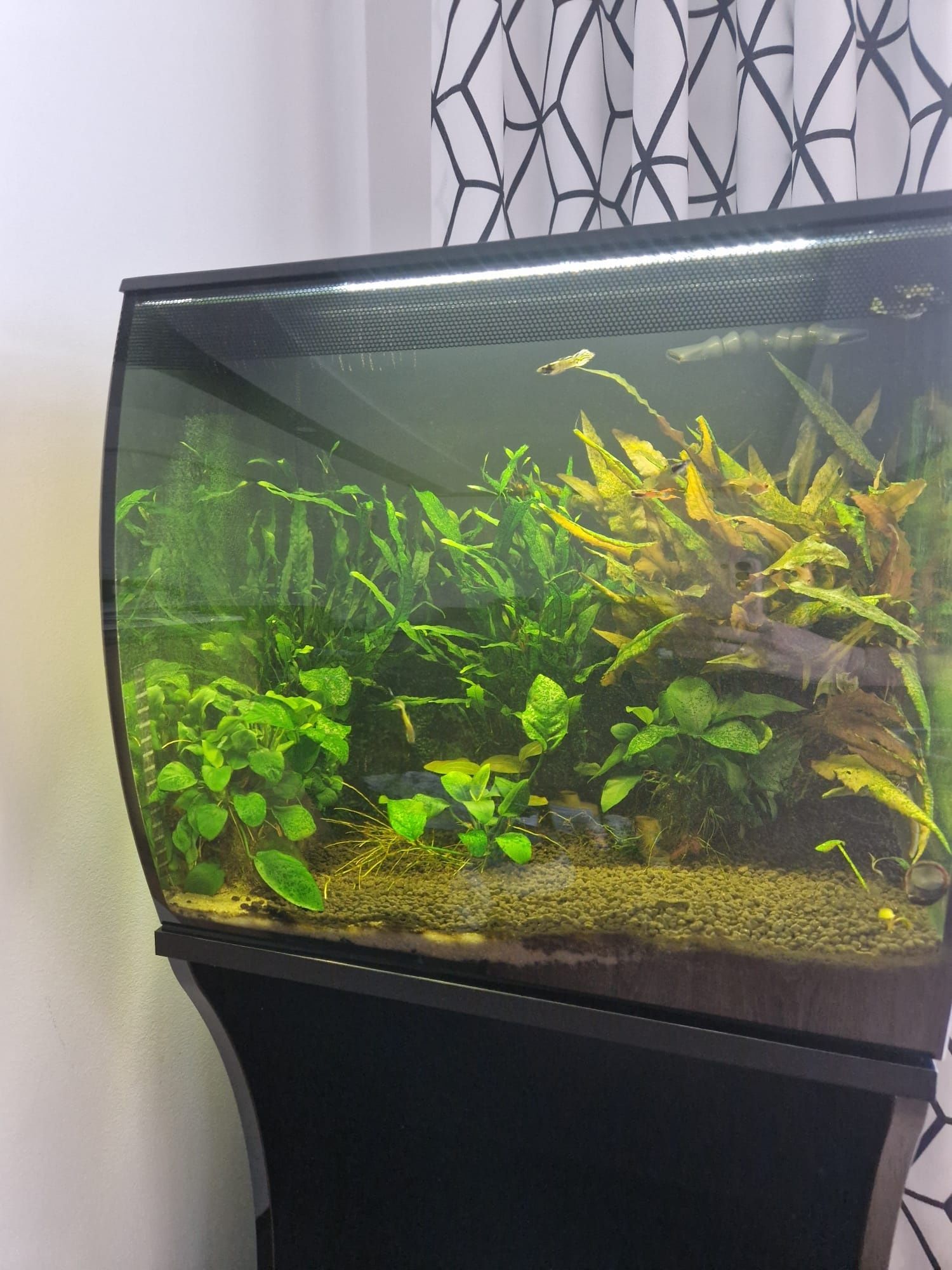 Akwarium Fluval Flex 57 L wraz z oryginalną szafką