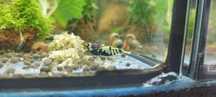 Krewetki Caridina  metallic purple nanashi