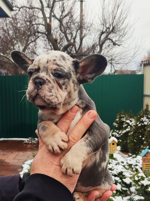 Вип мальчик голубой мерле