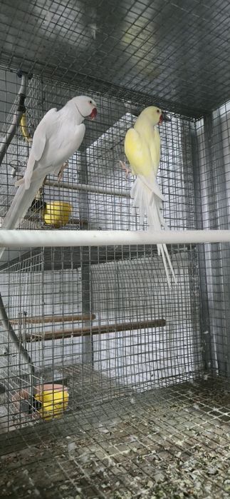 Casal de aves para troca