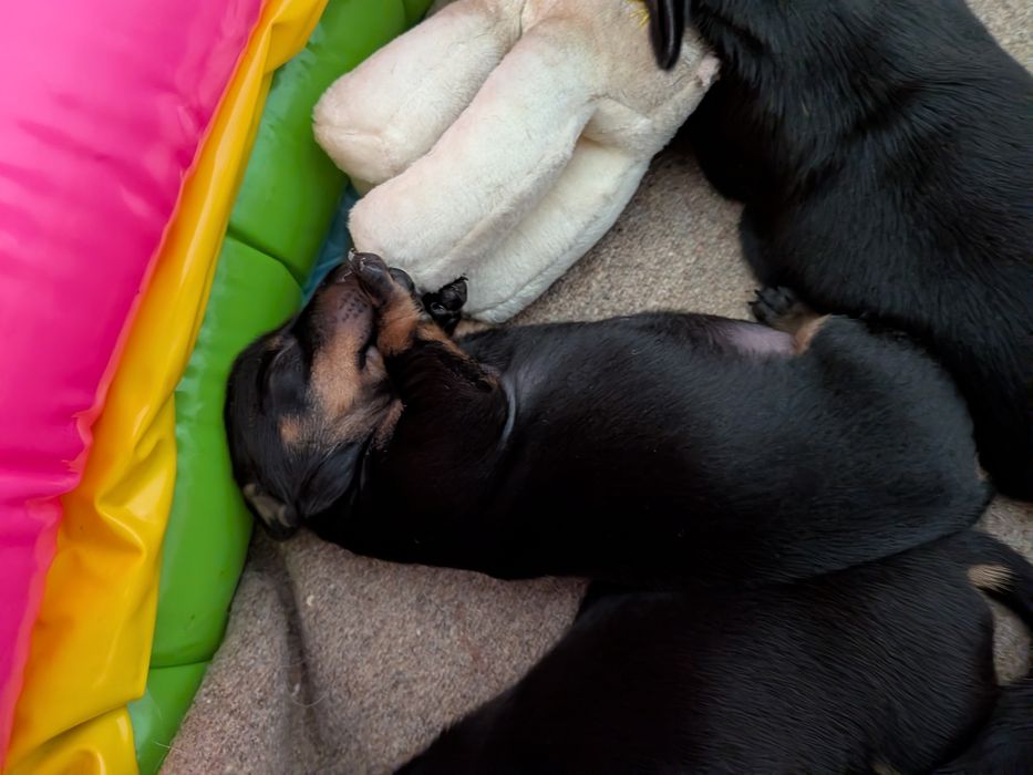 Teckel Standard com LOP [pedigree]