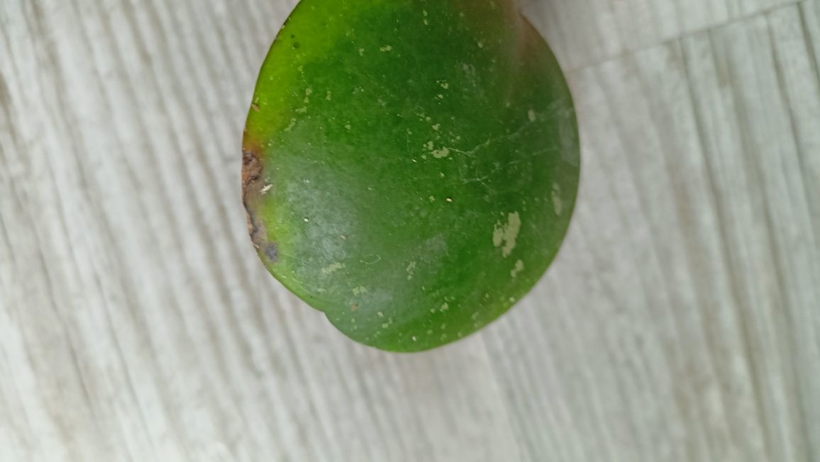 Hoya obovata Amelia