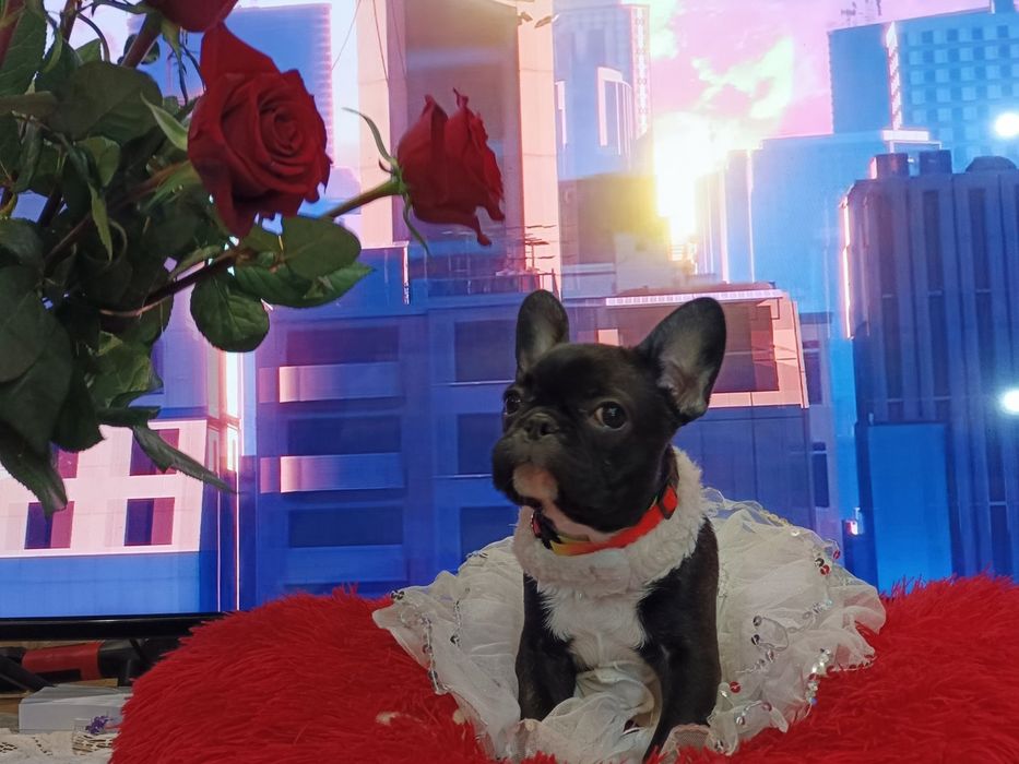 Сама мила дівчинка французьского бульдога.