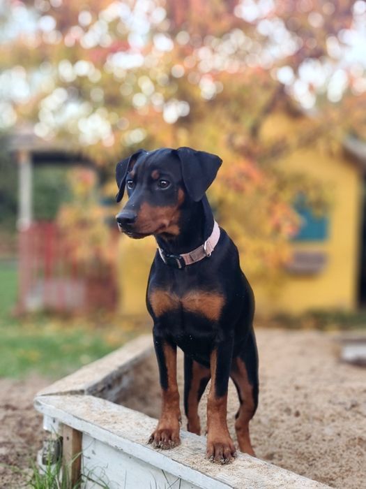 Pinczer średni ZKwP (FCI) – suczka gotowa do odbioru
