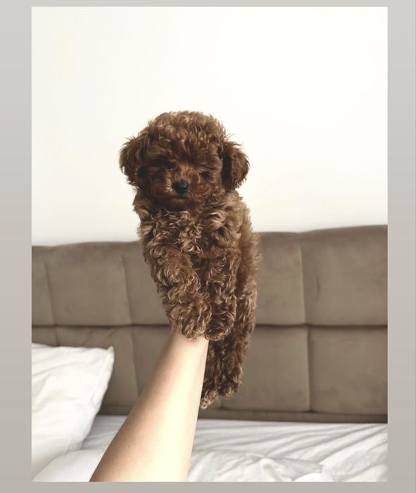 Вʼязка той пудель тикап