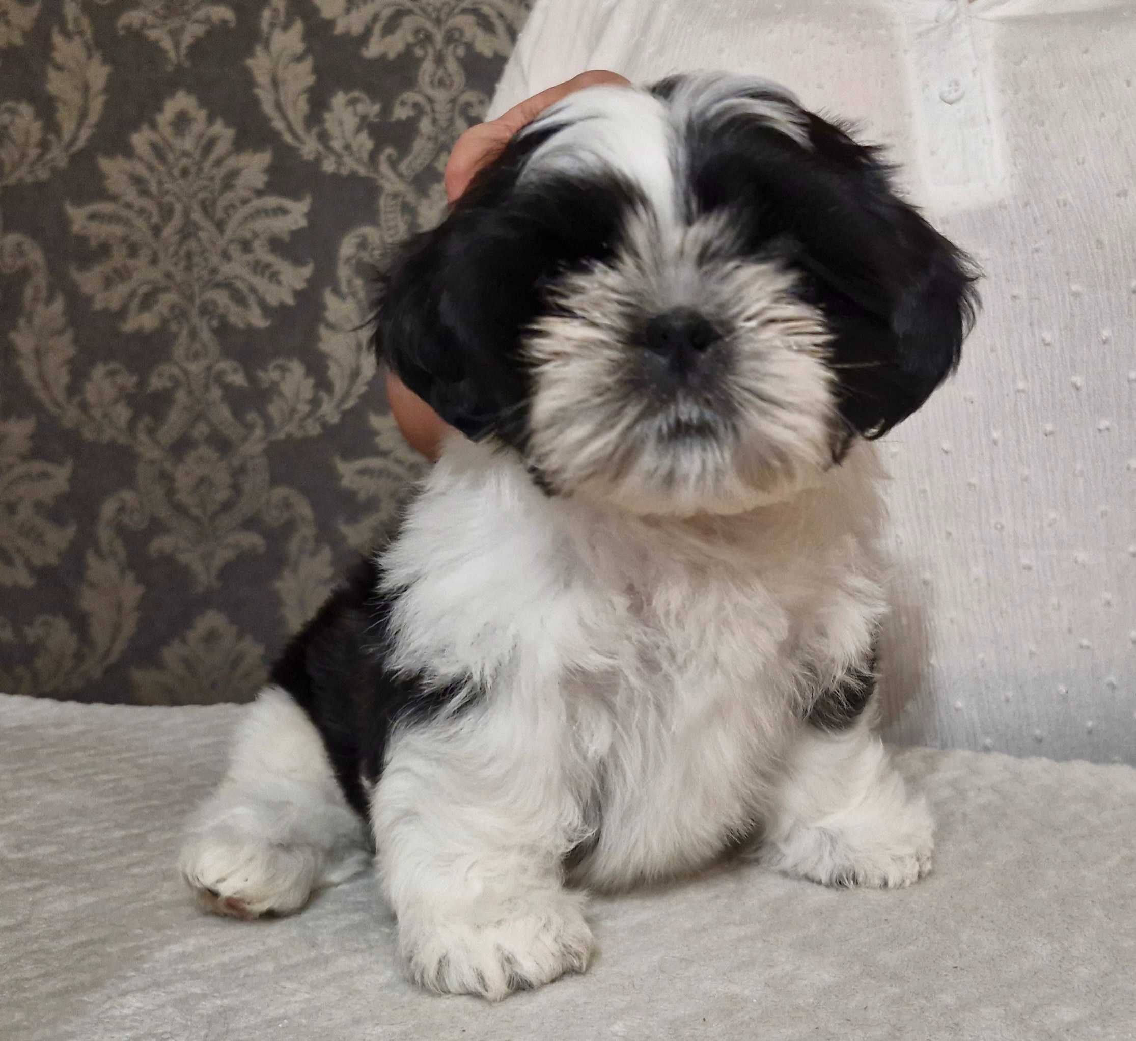 Śliczny chłopczyk  Shih Tzu ZKwP(FCI)