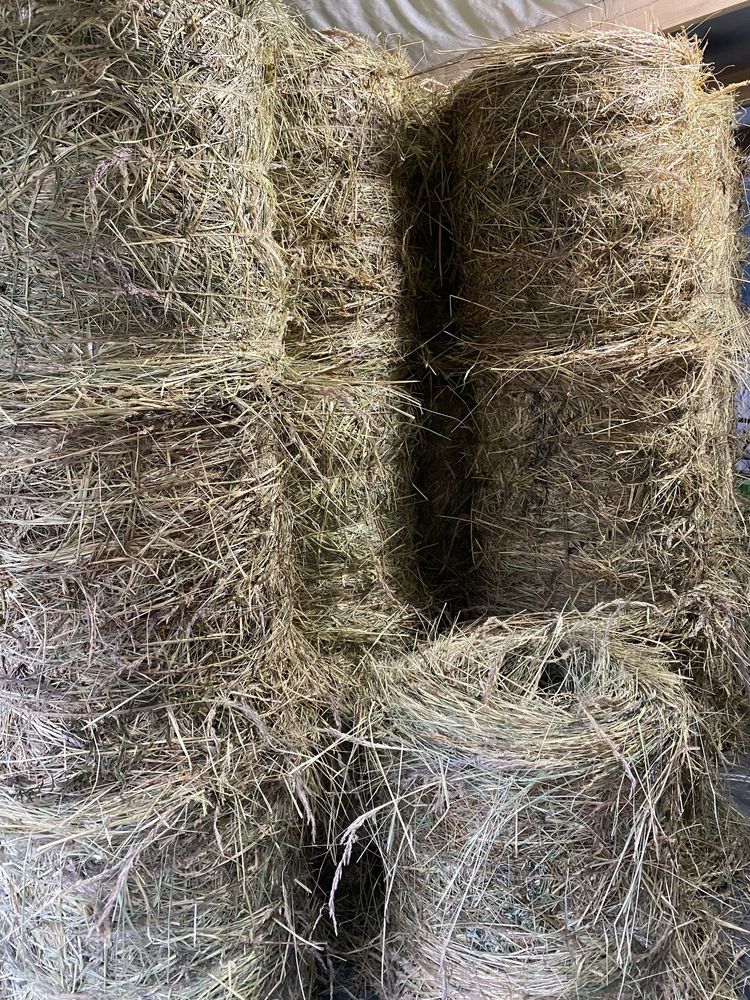 Продам тюки сіна