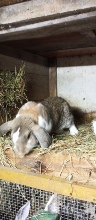 Króliki samiec baran francuski